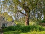 Tree Tree